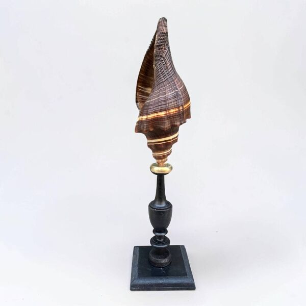 Ancien coquillage sur socle en bois tourné en bois tourné noir fin xixe