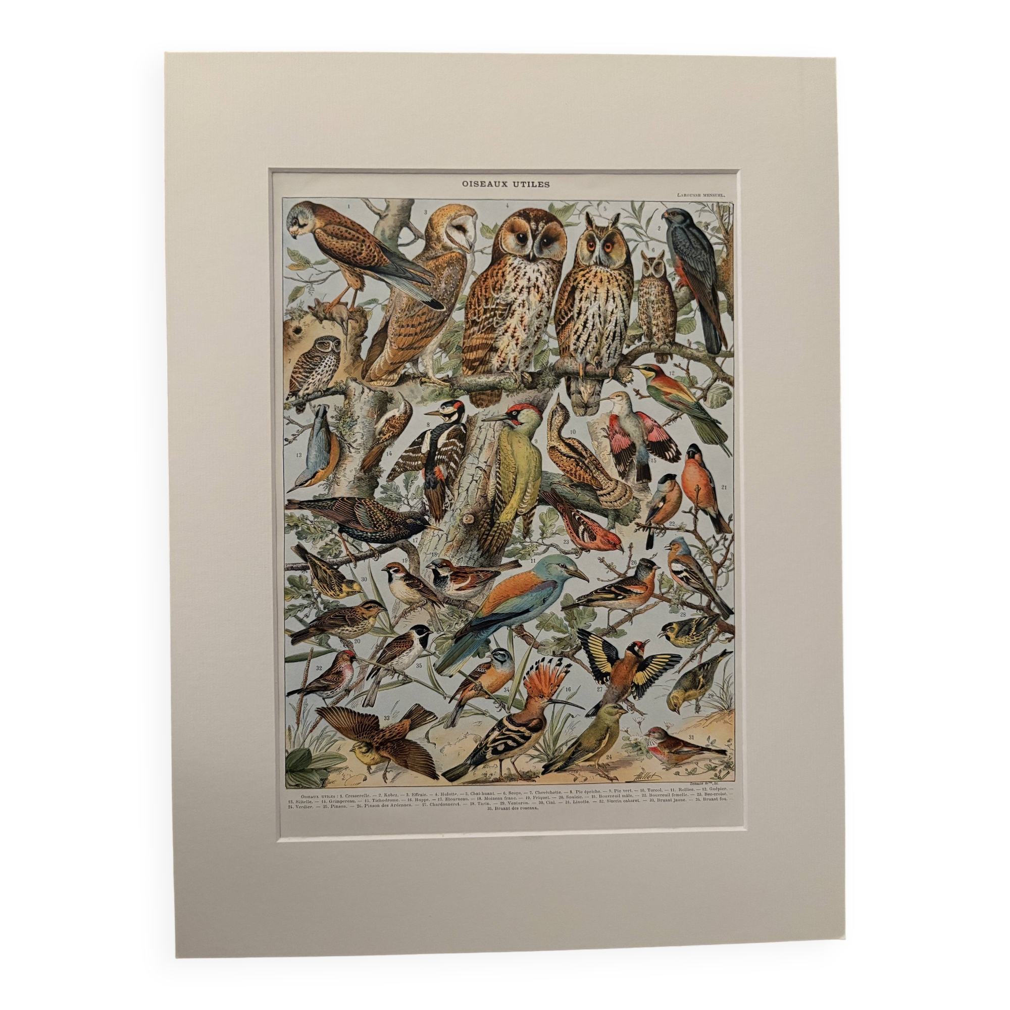 Planche illustrée vintage sur les oiseaux utiles (cresserelle) - 1910