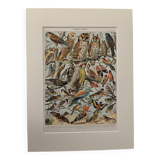 Planche illustrée vintage sur les oiseaux utiles (cresserelle) - 1910