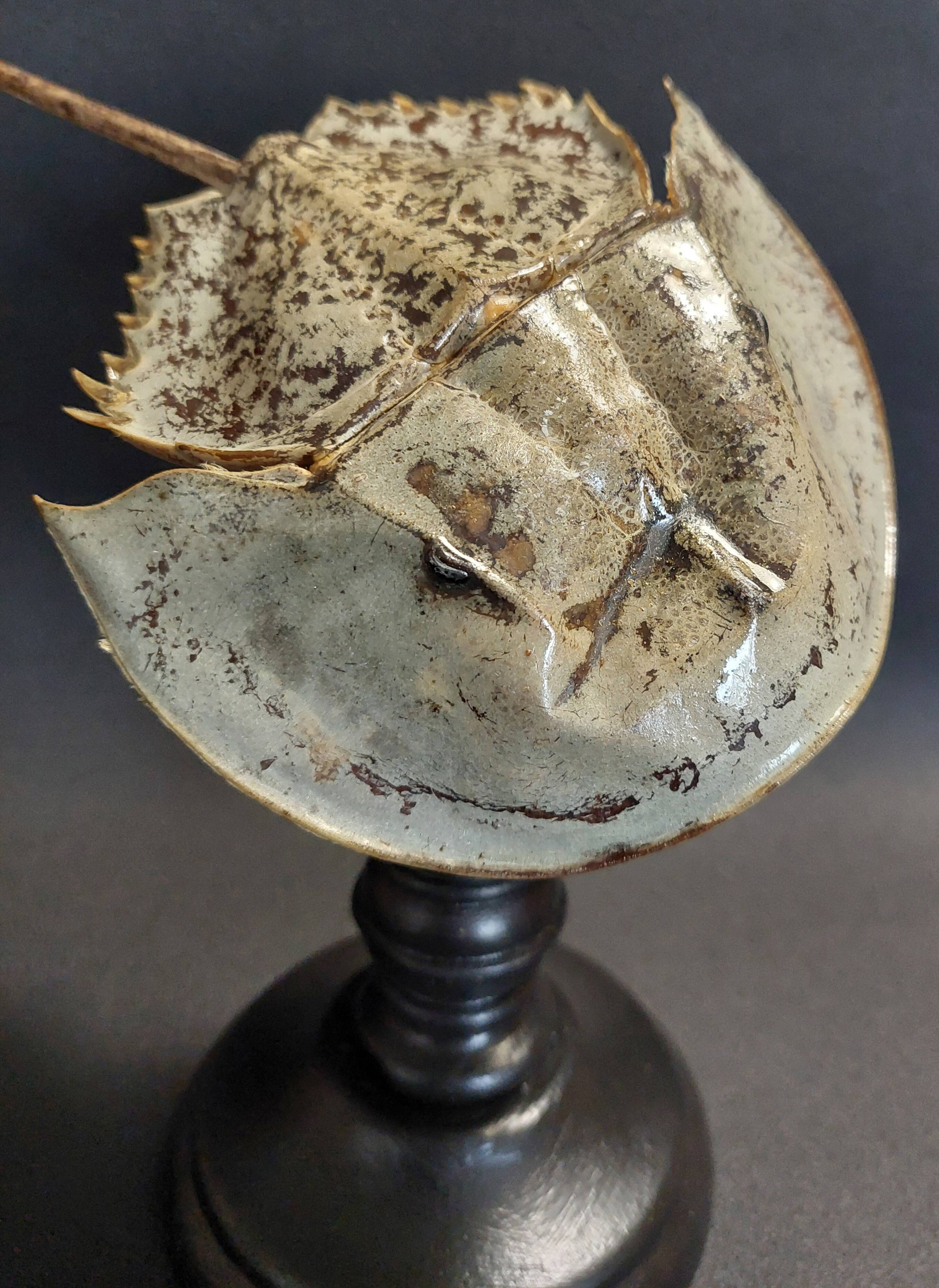 Cabinet de Curiosités limule limulus polyphemus sur socle