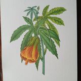 Set of 4 botanical posters