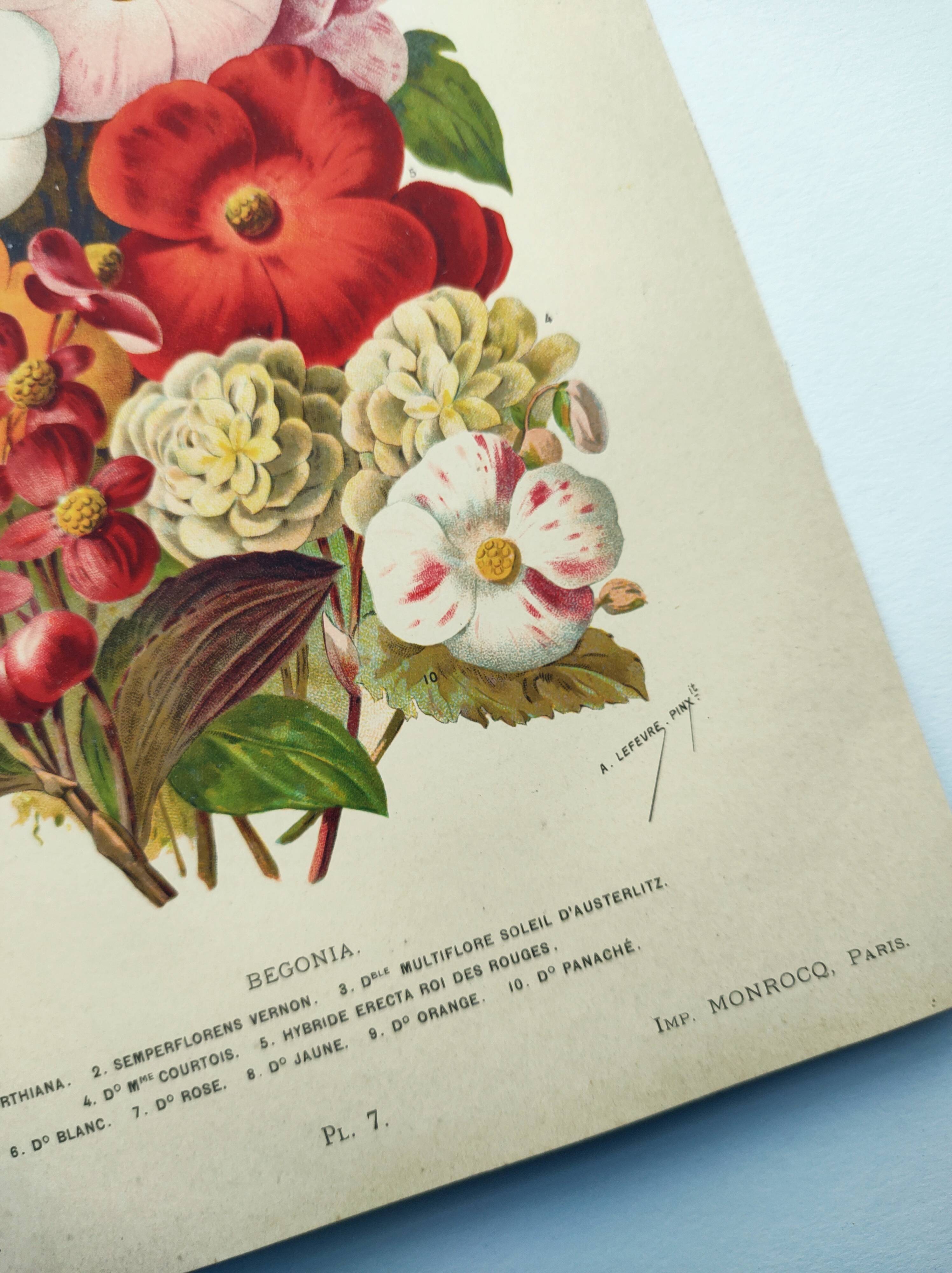 Botanical engraving from 1897. Begonia. Antique plate. Flower lithograph.