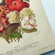 Botanical engraving from 1897. Begonia. Antique plate. Flower lithograph.