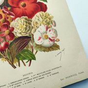 Botanical engraving from 1897. Begonia. Antique plate. Flower lithograph.