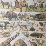 Lot de trois gravures aquarellées