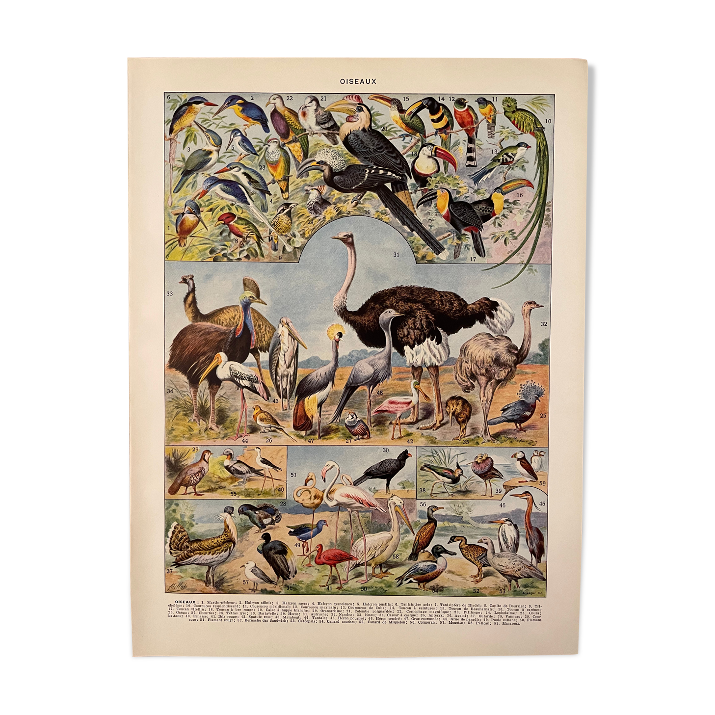 Lithographie gravure sur les oiseaux (autruche) de 1928