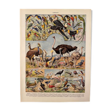 Lithograph engraving on birds (ostrich) from 1928