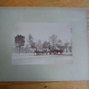 Photographie ancienne 1900 carriole cocher et chevaux