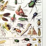 Poster about insects, based on a 1922 lithograph