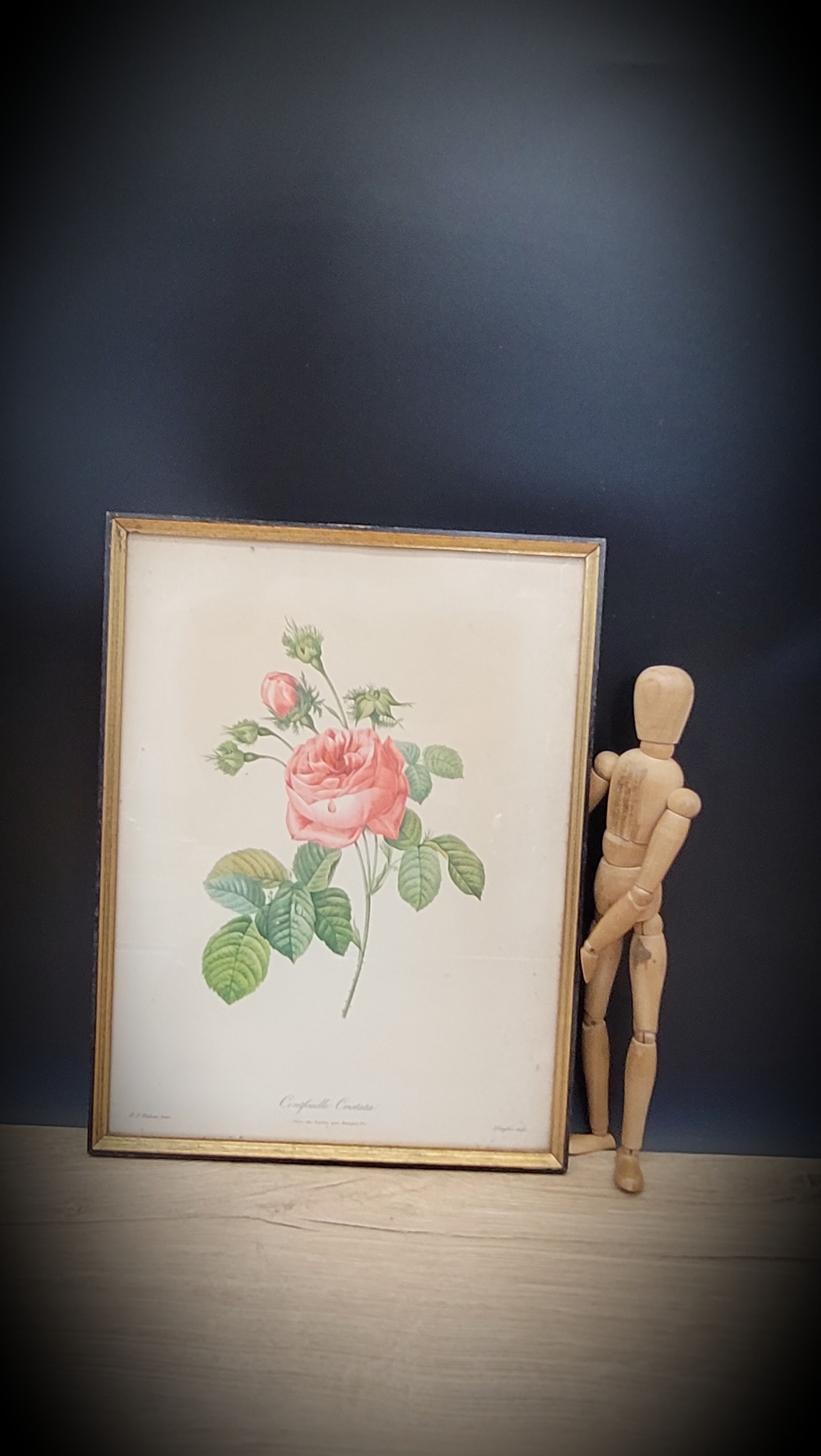 Lithograph rose one hundred leaf cristata
