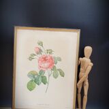 Lithograph rose one hundred leaf cristata