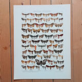 Engravings of lepidoptera lot of three