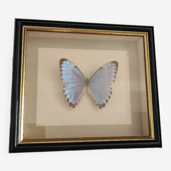 Butterfly frame