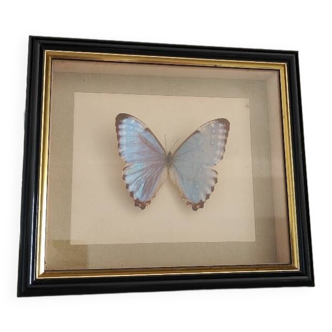 Butterfly frame