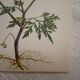 Botanical plate small hemlock