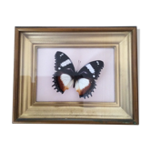 Framework with butterfly under glass