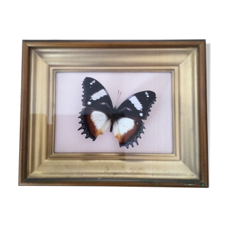 Framework with butterfly under glass