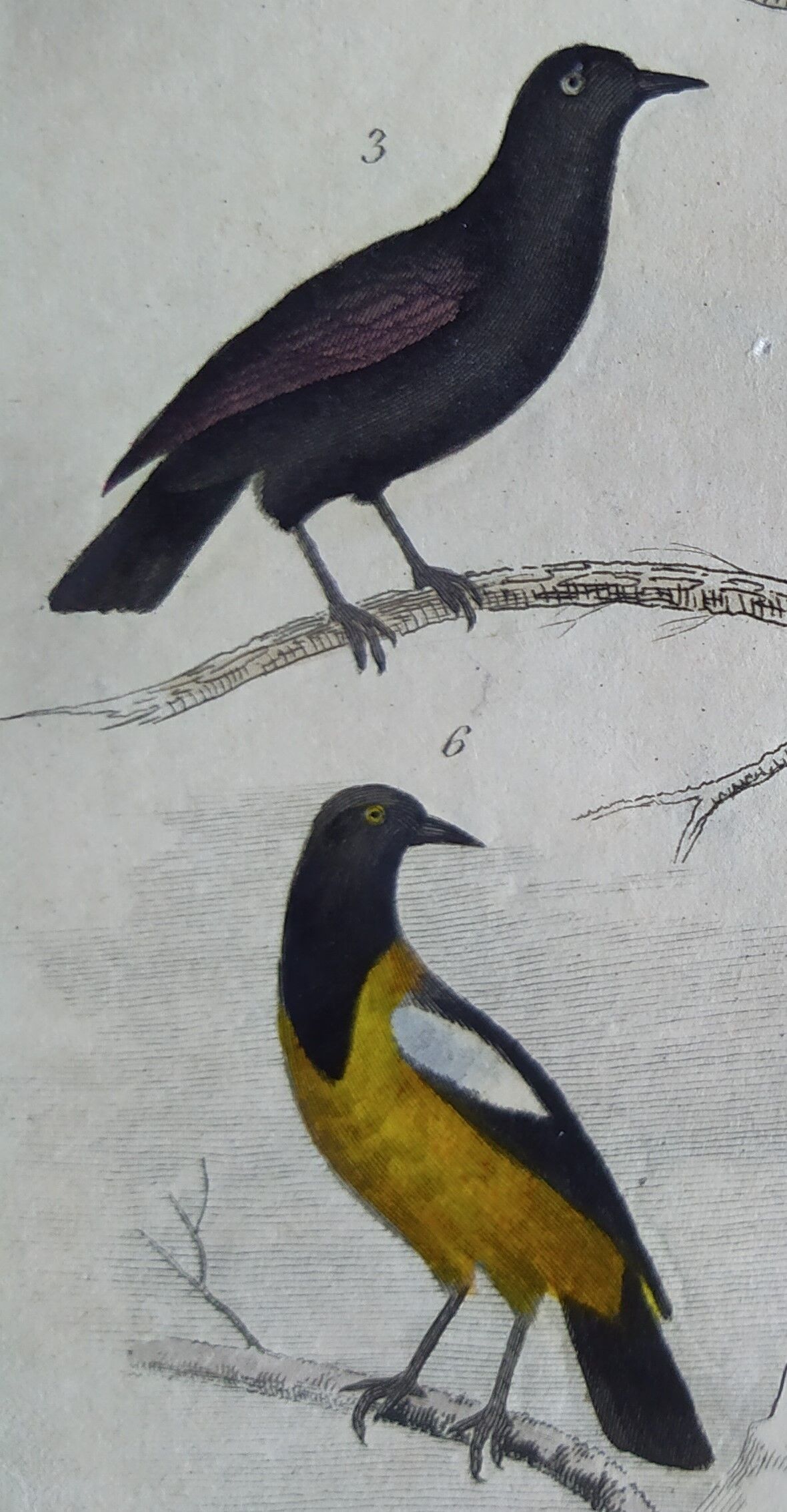 Planche Ornithologique originale " Pique bœuf - Etourneau vulgaire - &c... " Buffon 1836