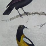 Original Ornithological plate " Pique boeuf - Etourneau vulgaire - &c... " Buffon (1836)
