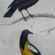 Original ornithological plate "Oxpecker - Common Starling - &c..." Buffon 1836