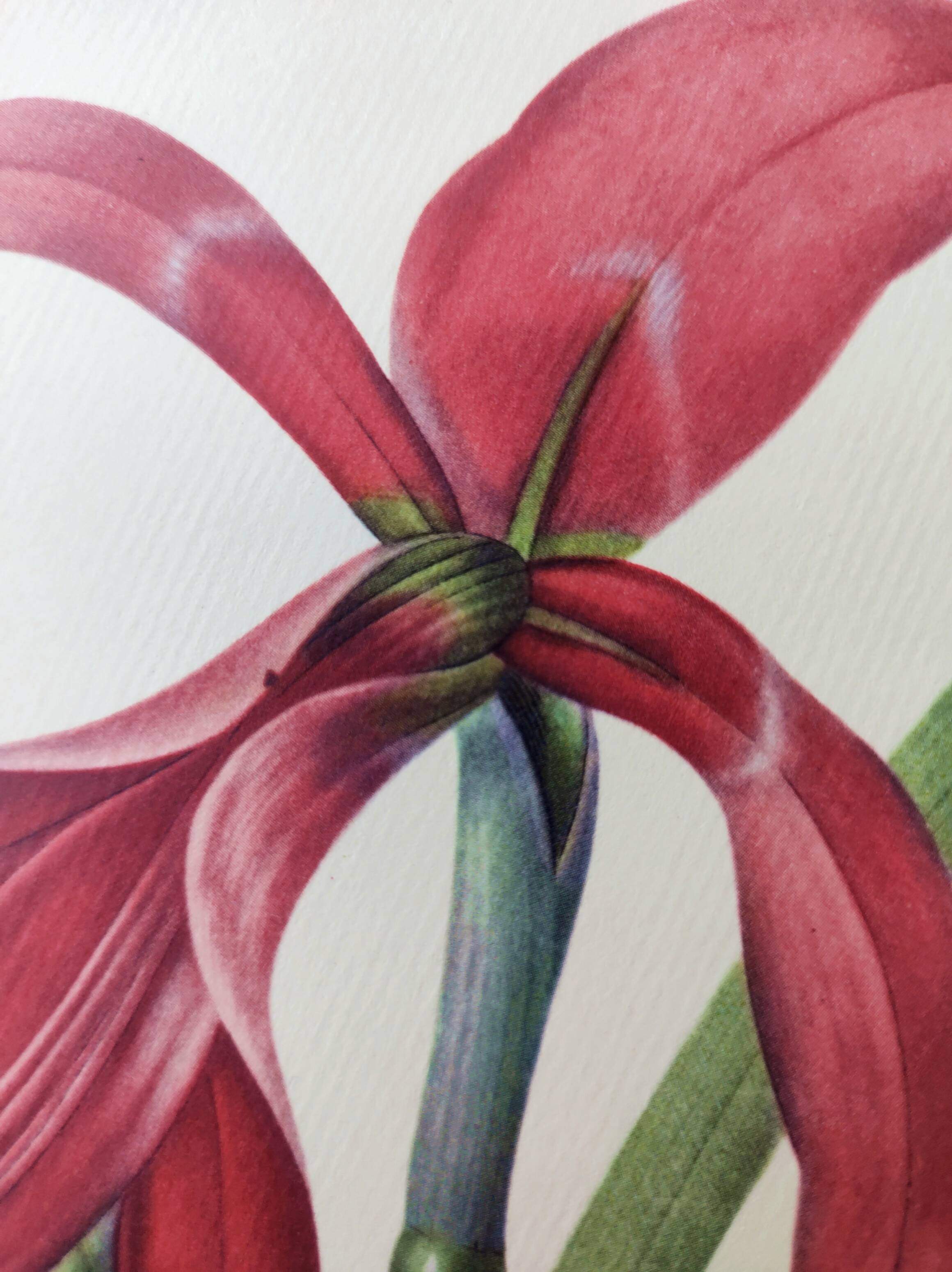 Antique botanical engraving -1955- Amaryllis - St. Jacques Lily- by PJ. Redouté. Vintage nature