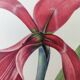 Antique botanical engraving -1955- Amaryllis - St. Jacques Lily- by PJ. Redouté. Vintage nature