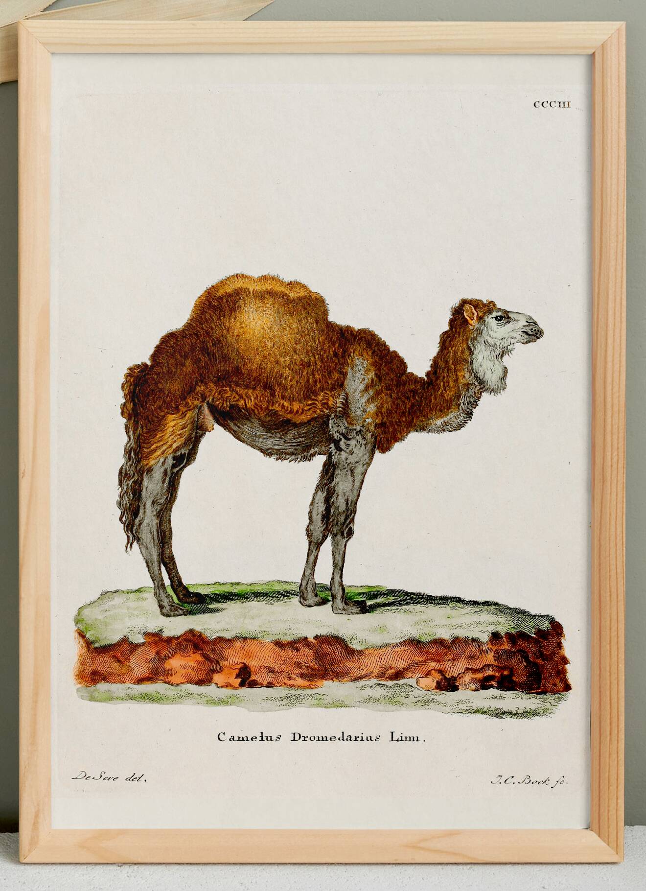 Affiche sur le dromadaire, d'après une gravure ancienne de 1774.