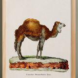 Affiche sur le dromadaire, d'après une gravure ancienne de 1774.