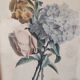 Gravure botanique XIX siècle bouquet de fleurs encadrement parisien
