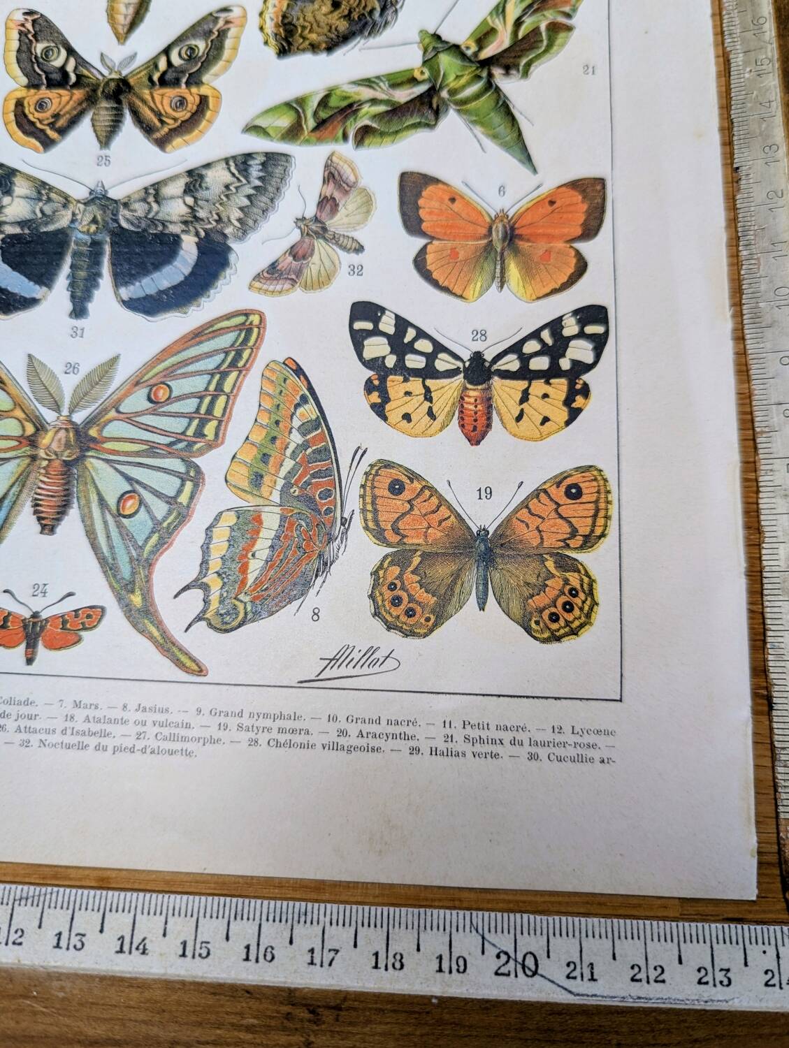 Imprimée en 1905, les papillons. Affiche Entomologique ancienne.