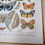 Imprimée en 1905, les papillons. Affiche Entomologique ancienne.