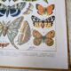 Imprimée en 1905, les papillons. Affiche Entomologique ancienne.