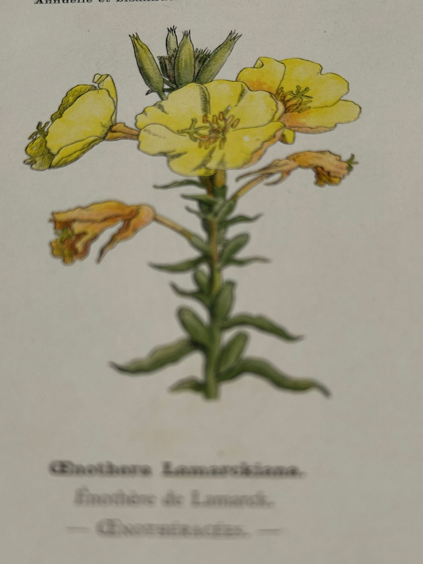 Botanical plate engraving flower France double-sided circa 1800 coloured