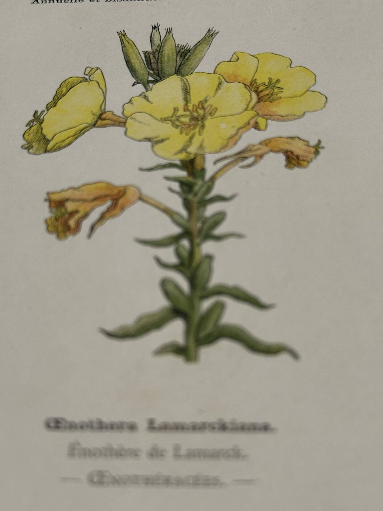 Planche botanique gravure fleur France double face circa1800 colorée