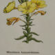Botanical plate engraving flower France double-sided circa 1800 coloured