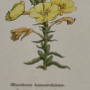 Planche botanique gravure fleur France double face circa1800 colorée