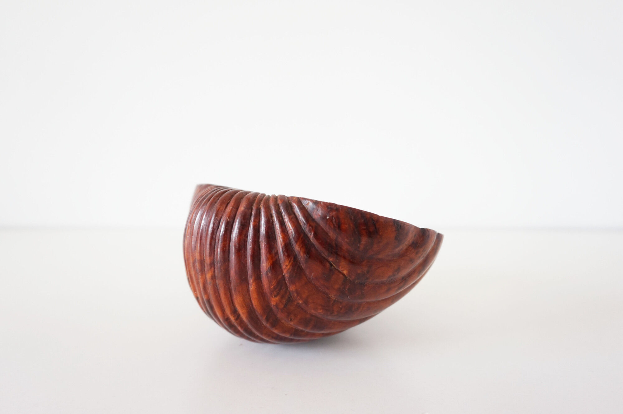 Empty cup shell pocket in elm magnifying glass