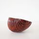 Empty cup shell pocket in elm magnifying glass