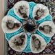 Moulins des loups oyster plate