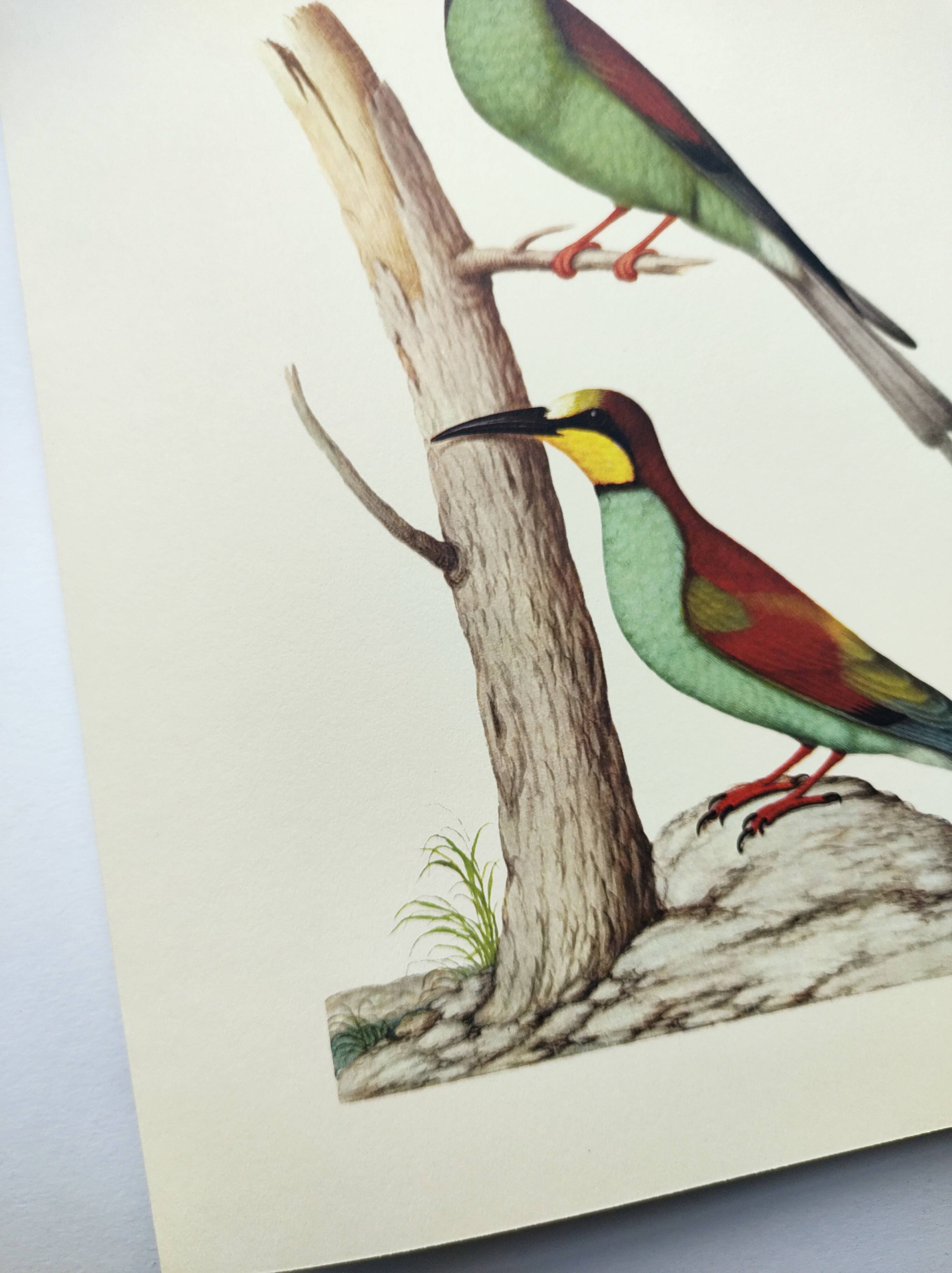 Old illustration - European bee-eater - Zoological and ornithological board from the 70s - Bird
