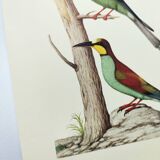 Old illustration - European bee-eater - Zoological and ornithological board from the 70s - Bird