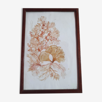 Frame canvas of dried flowers old vintage 32cm by 21cm