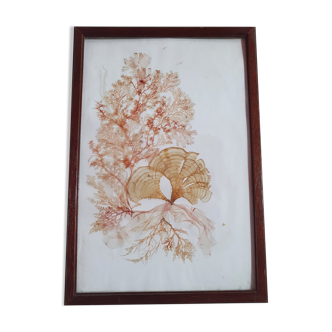 Frame canvas of dried flowers old vintage 32cm by 21cm