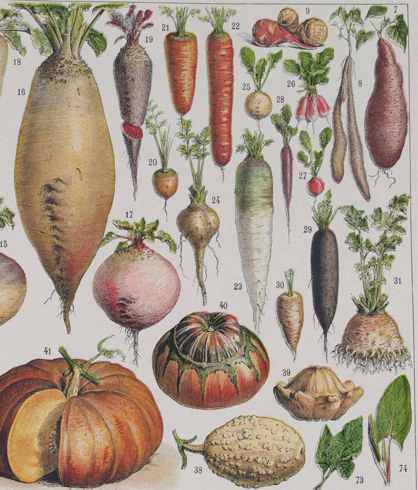 Botanical treasure of the 1930s: illustrated plate of forgotten vegetables.
