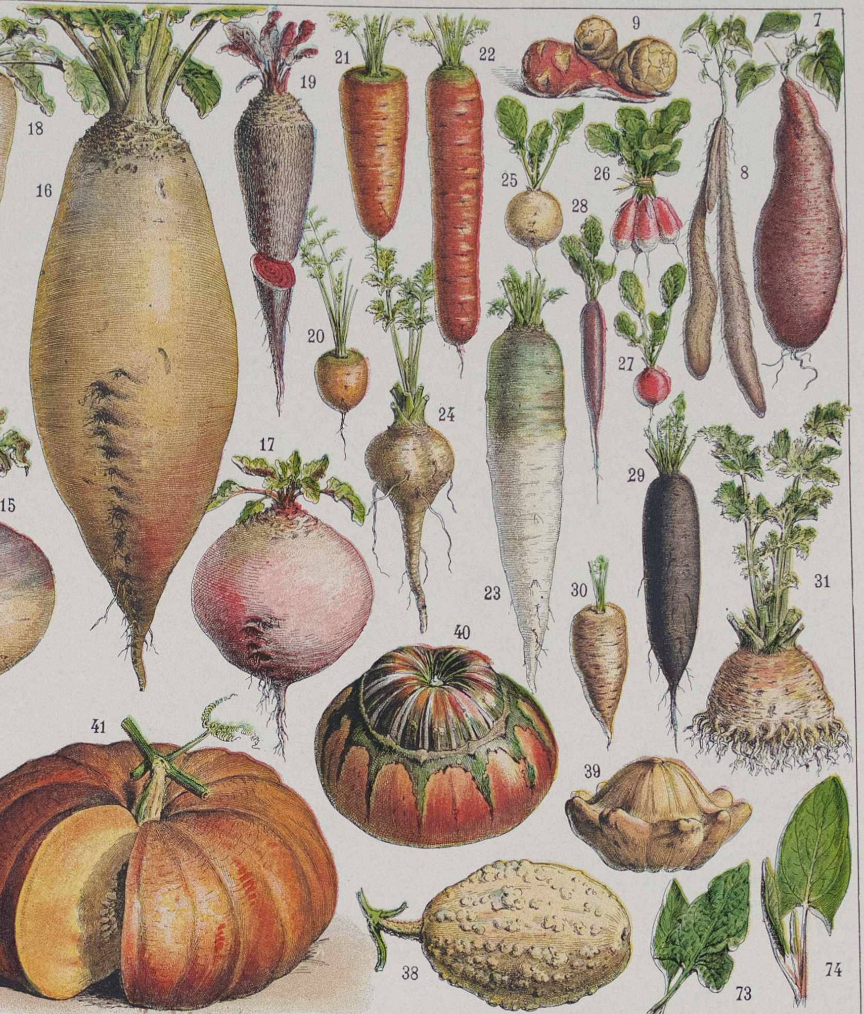 Botanical treasure of the 1930s: illustrated plate of forgotten vegetables.