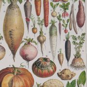 Botanical treasure of the 1930s: illustrated plate of forgotten vegetables.