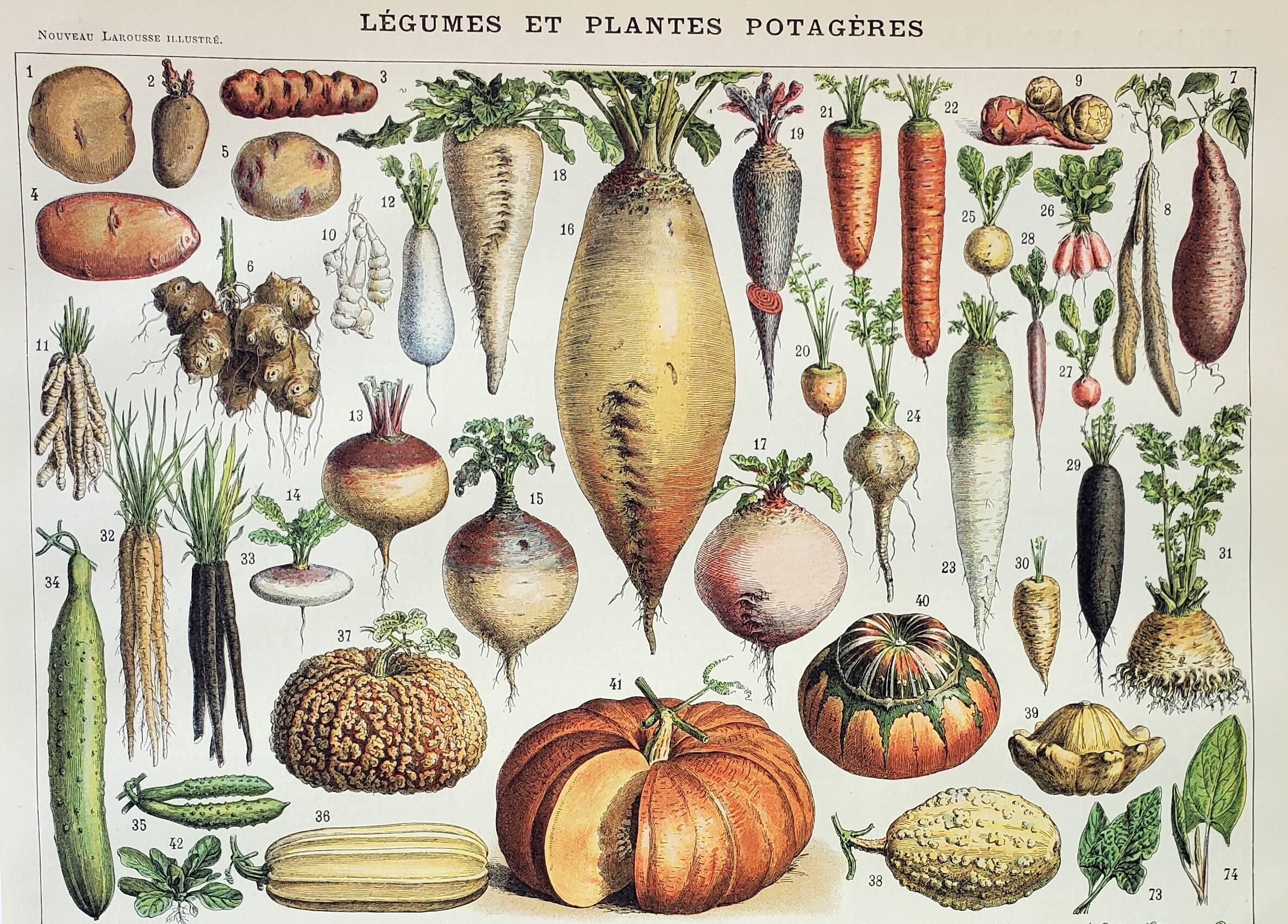 Old engraving 1898, Vegetables and vegetable plants • Lithograph, Original plate