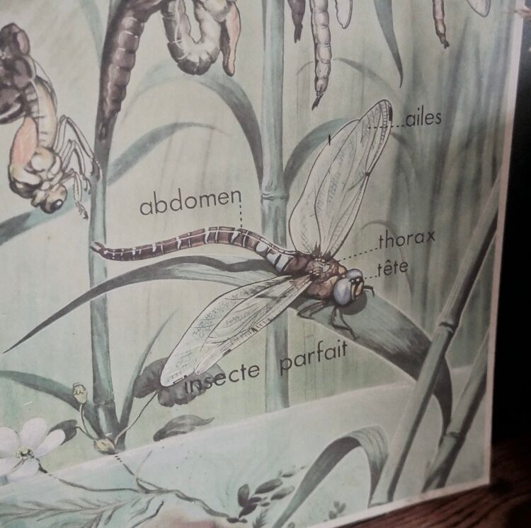 Dragonfly school poster