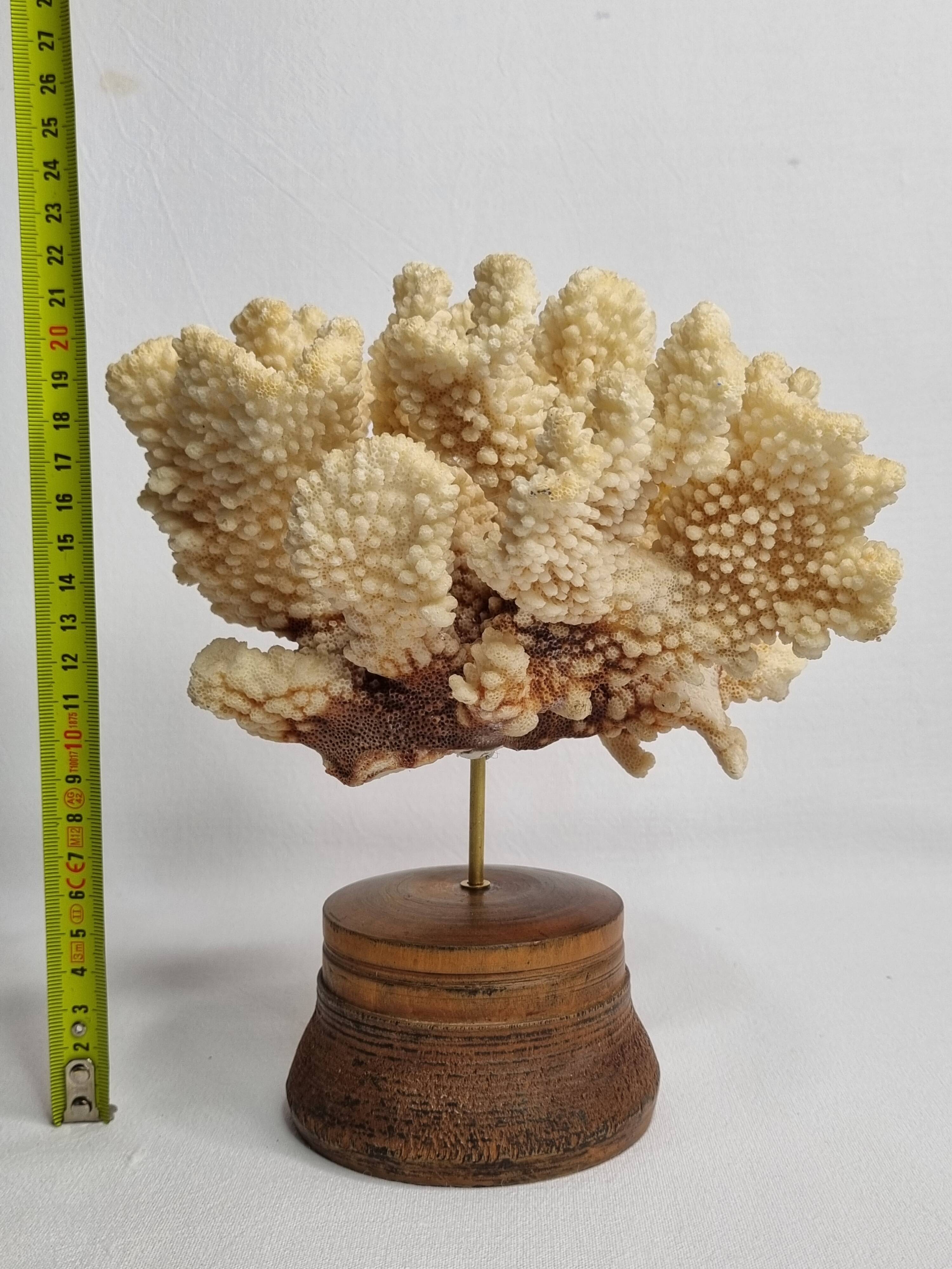 Antique natural coral mounted on turned wooden base, 22 cm