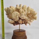 Antique natural coral mounted on turned wooden base, 22 cm